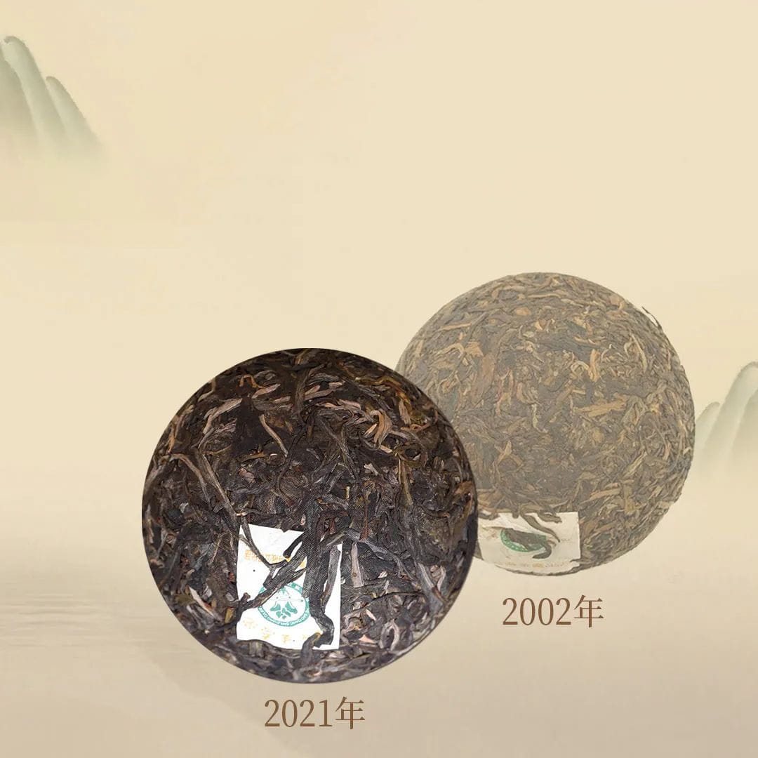 今大福2021年班章生态青沱（灰纸沱）