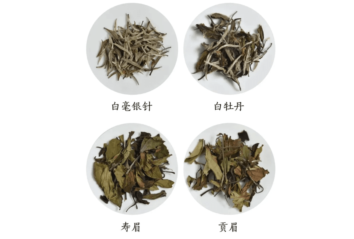 白茶