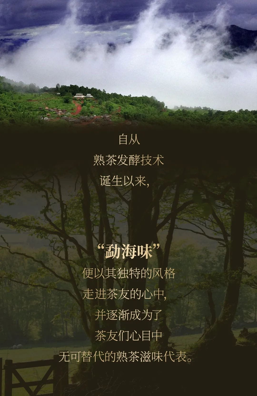 今大福2020年班章大二号熟饼