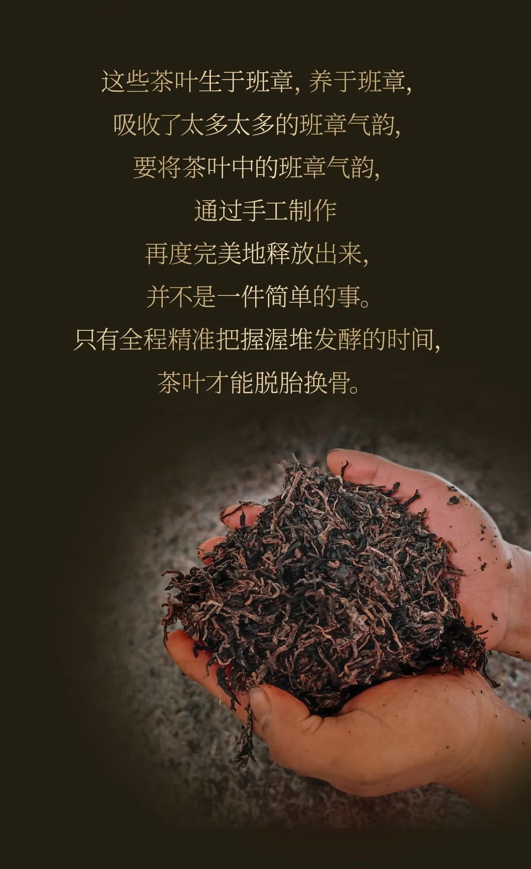 今大福2020年班章大二号熟饼