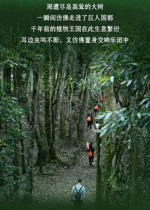 今大福2021年班章秘境青饼
