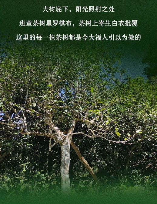 今大福2021年班章秘境青饼
