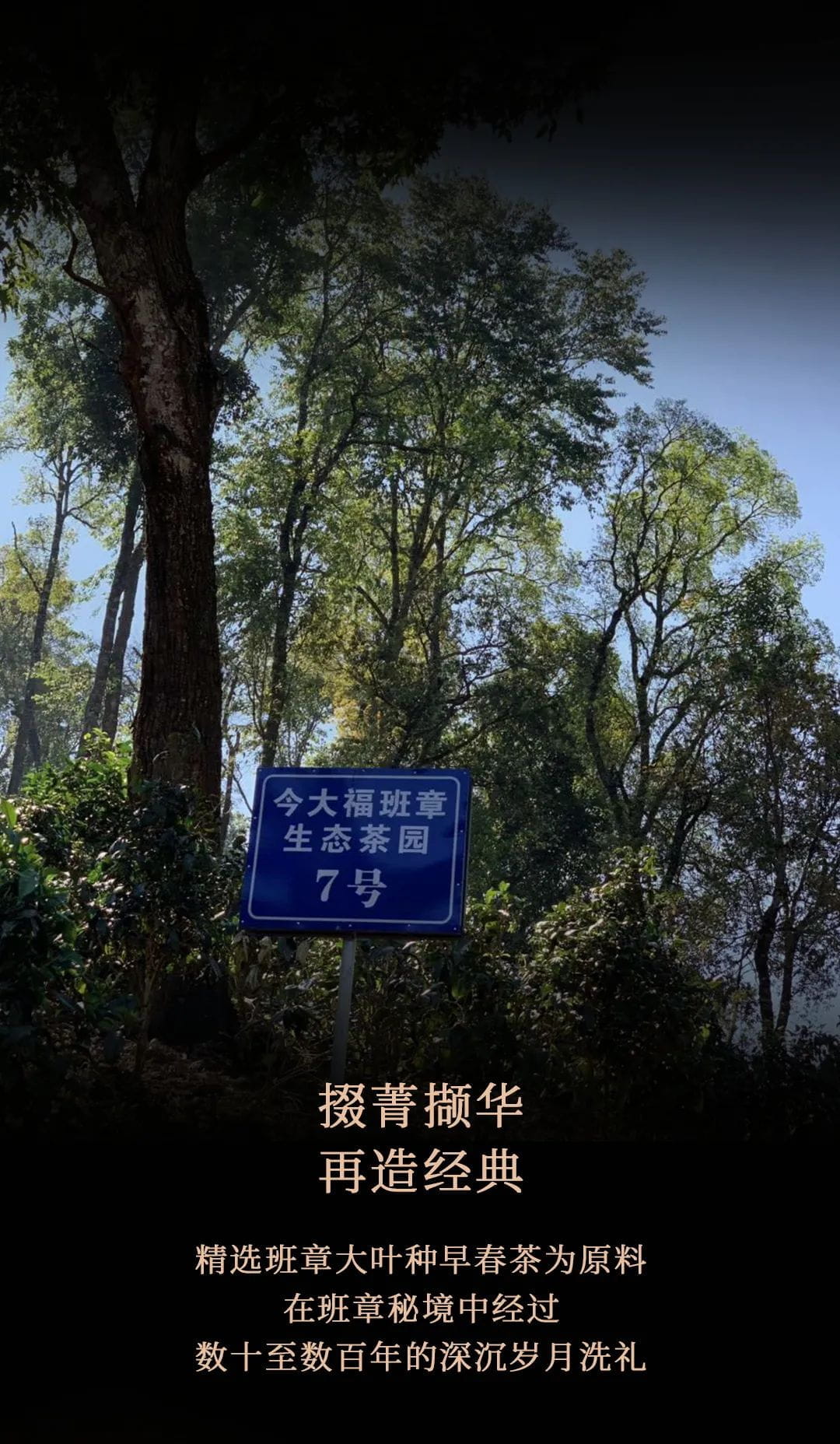 今大福2021年班章四星大白菜青饼