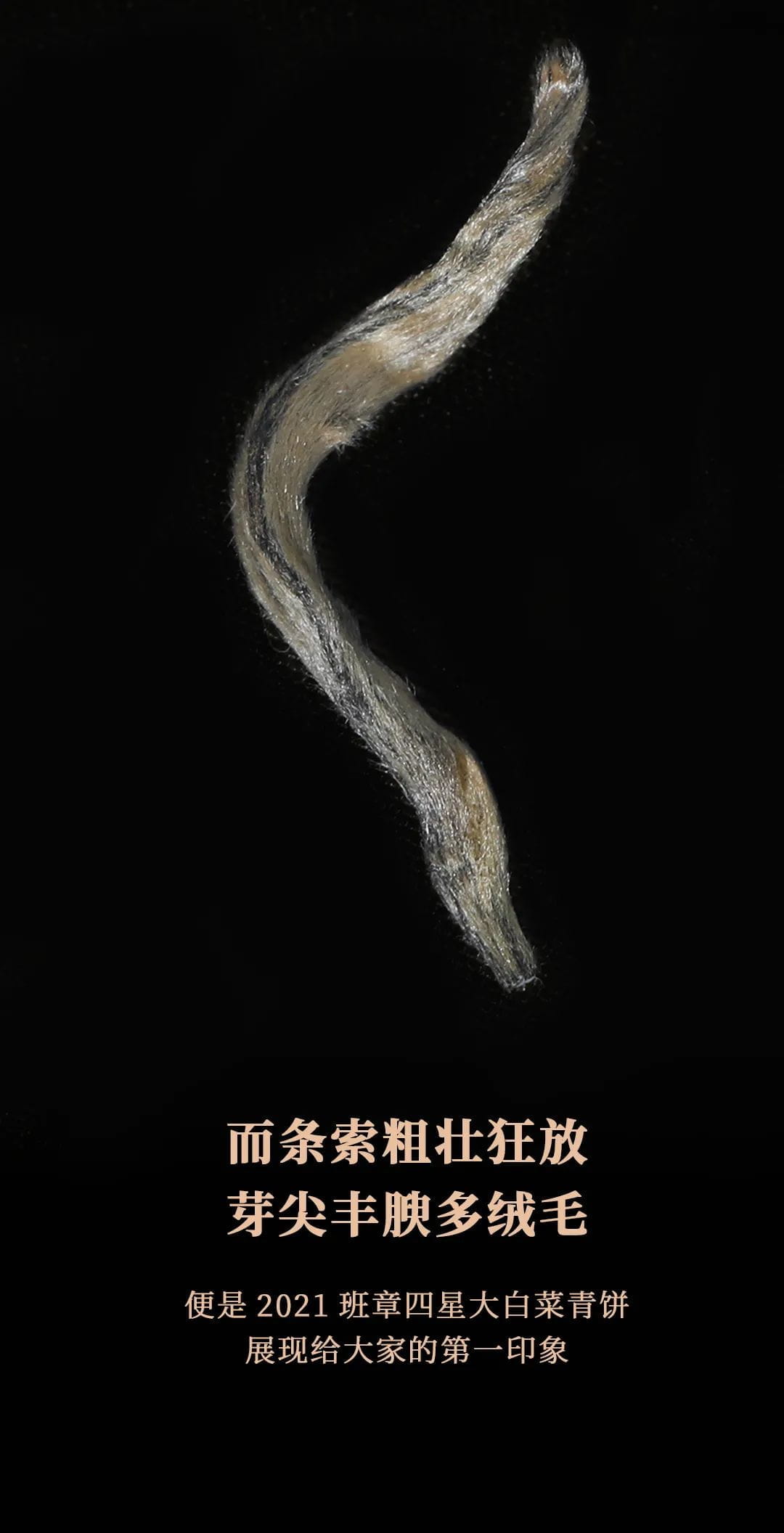 今大福2021年班章四星大白菜青饼