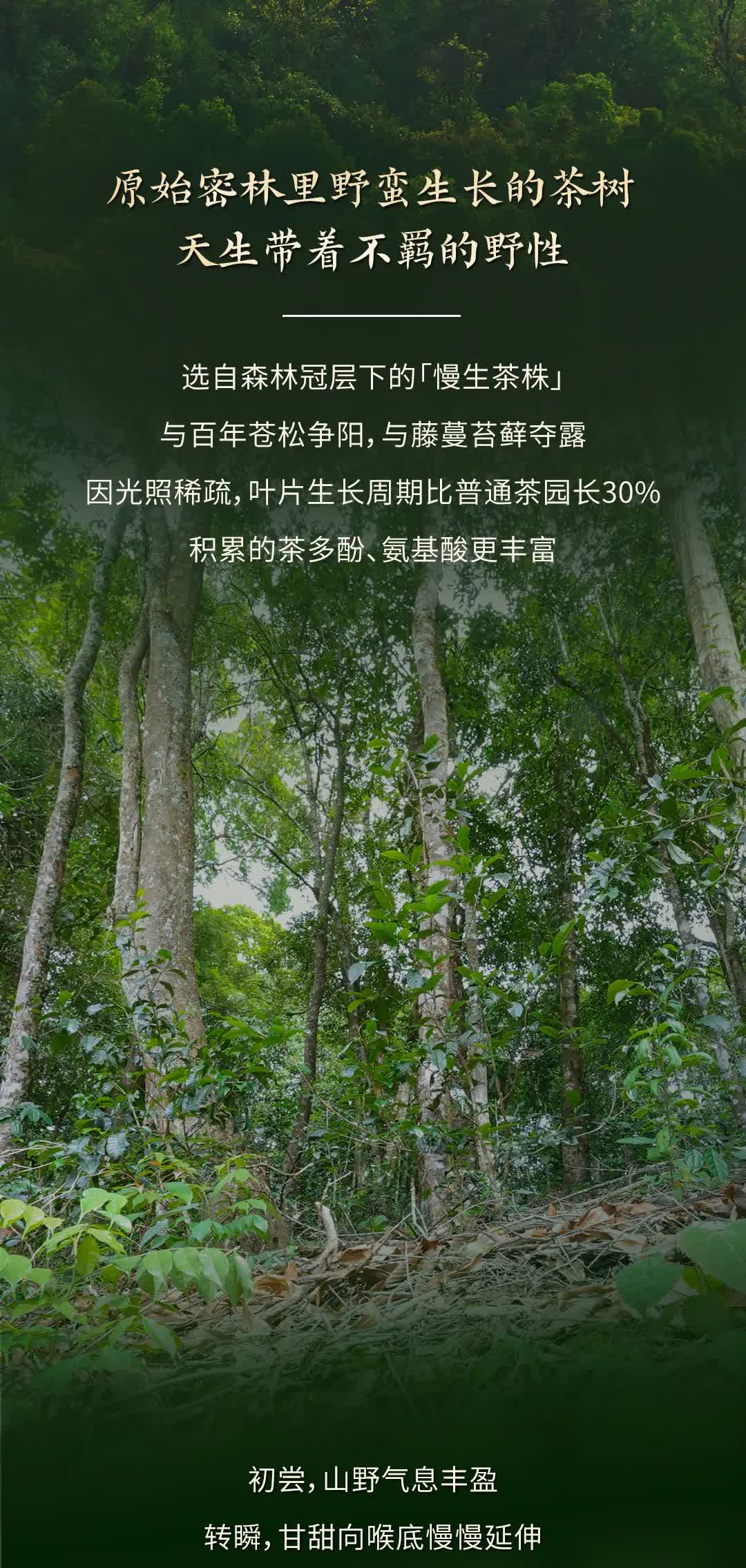 今大福2025年森林班章青饼
