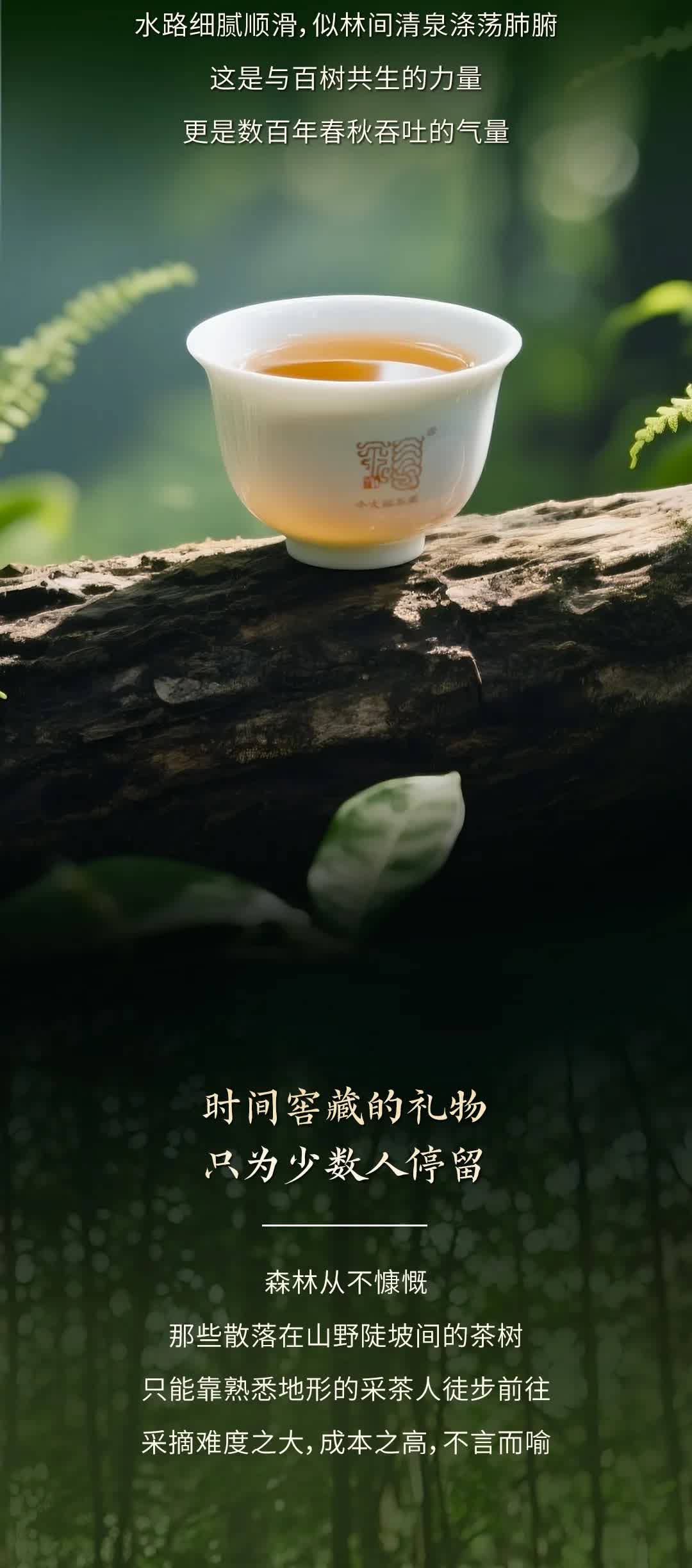 今大福2025年森林班章青饼