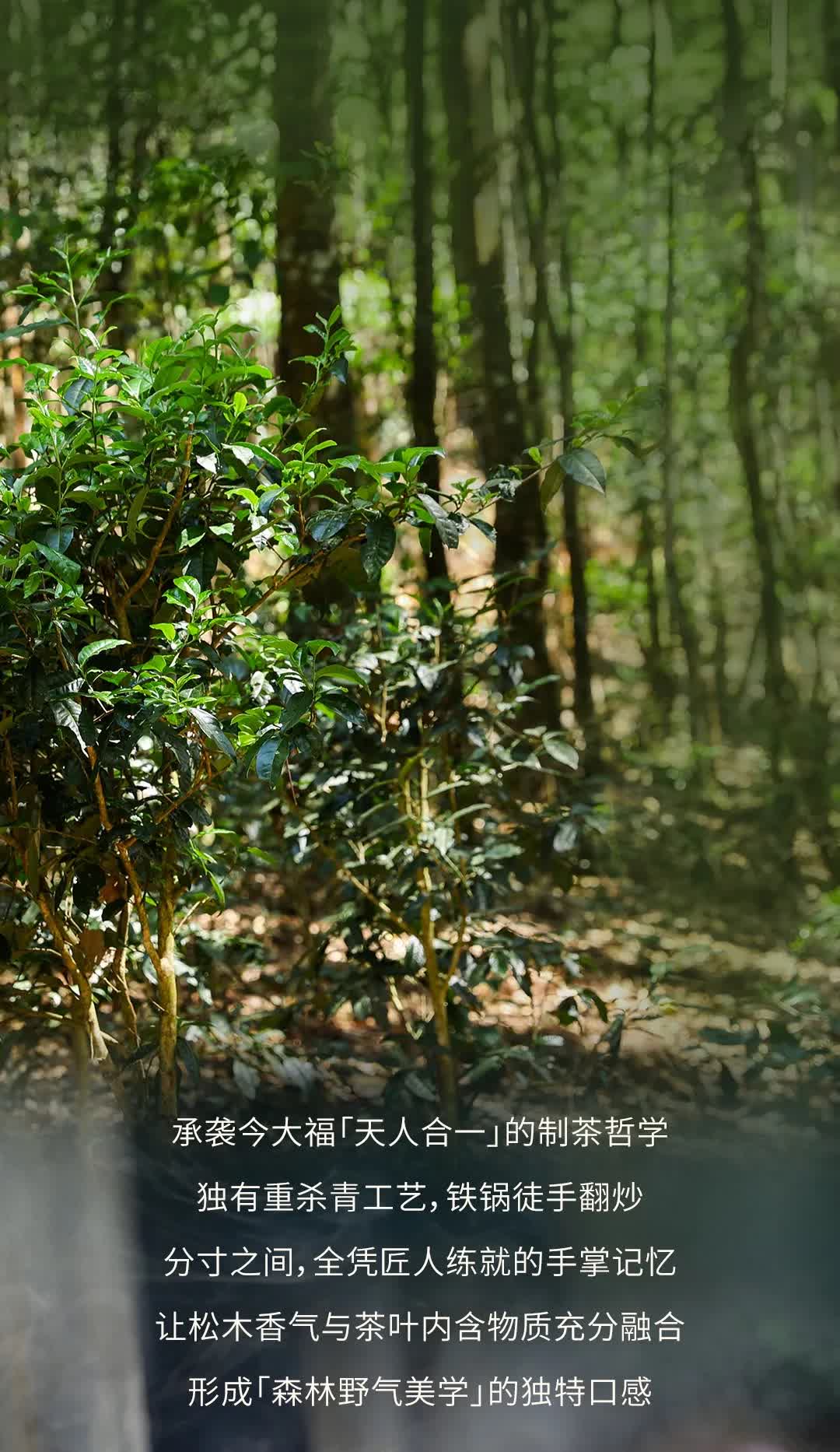 今大福2025年森林班章青饼